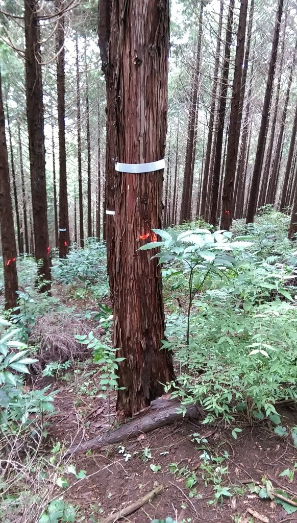 直近に植物がある