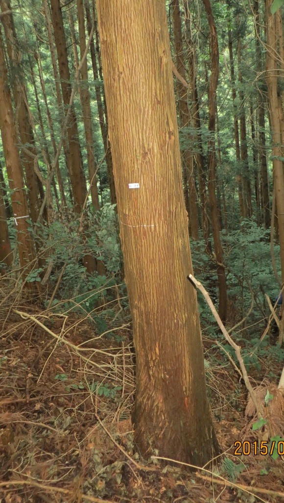 直近に枝がある