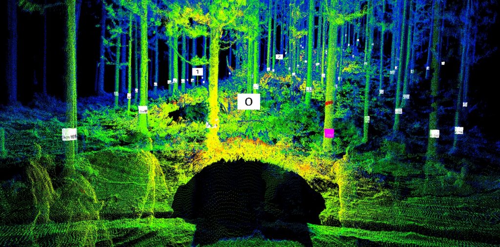 ウォークスルーで林内を確認